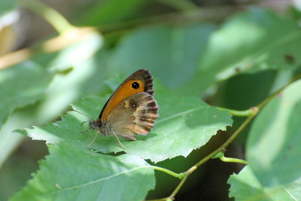 Pyronia tithonus? - S